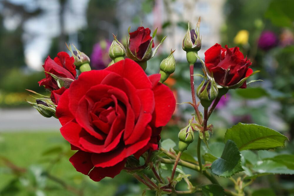 Zeeziekte Zenuw Bijna Altijd mooie rozen - Seezon NL